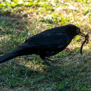 Eurasian Blackbird
