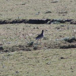 Common Redshank