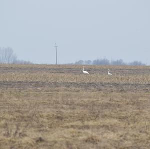 Whooper Swan