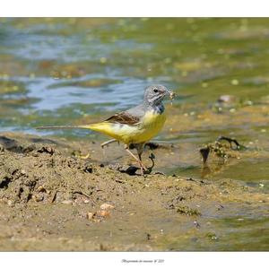 Grey Wagtail