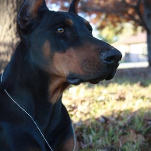 Dobermann
