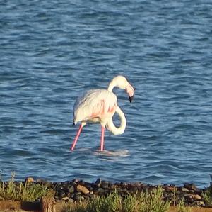 Greater Flamingo