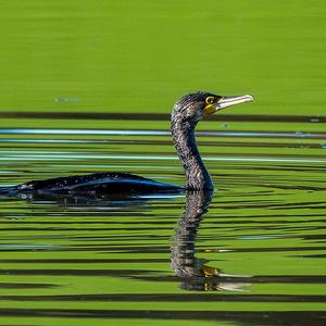Kormoran