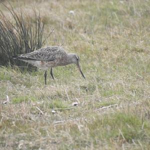 Bar-tailed Godwit