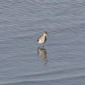 Common Sandpiper
