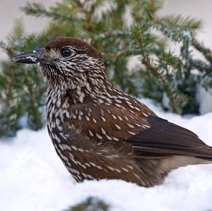Spotted Nutcracker