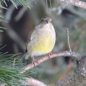 European Greenfinch