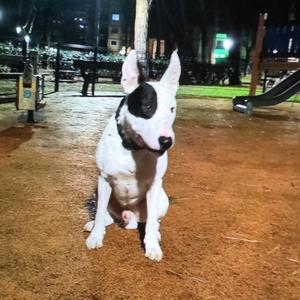 Unknown Breed