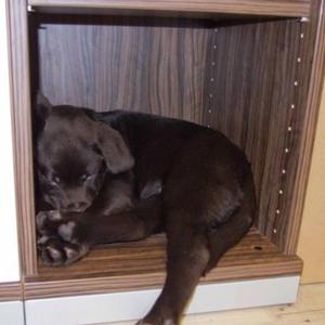 Retriever (Labrador)