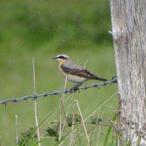 Northern Wheatear