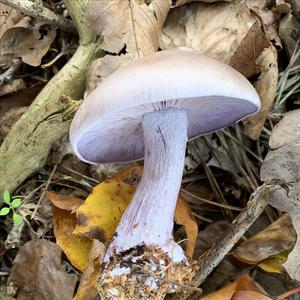 Wood Blewit