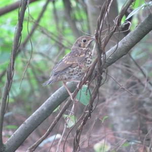 Song Thrush