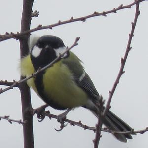Great Tit