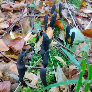 Dead Man`s Fingers