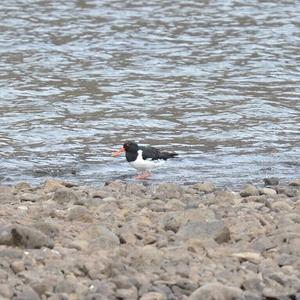 Eurasian Oystercatcher
