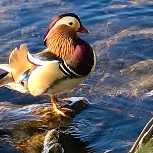 Mandarin Duck