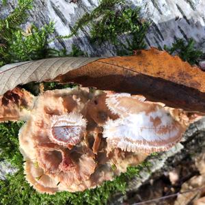Trembling Merulius