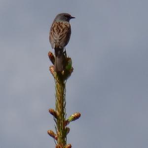 Unknown Species