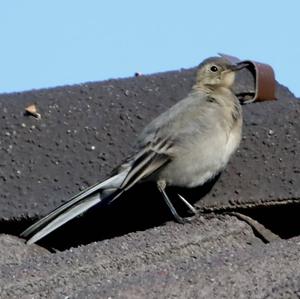White Wagtail