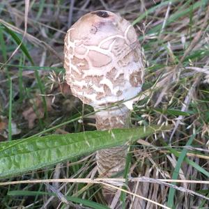 Parasol Mushroom