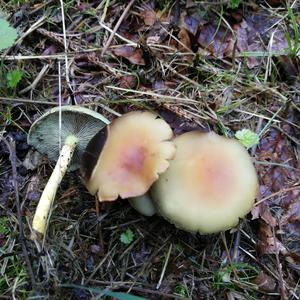 Sulfur Tuft