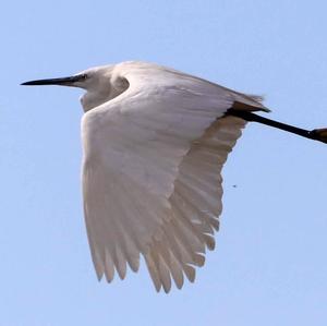 Little Egret