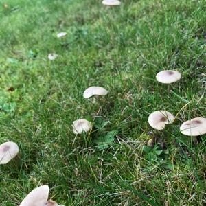 Unknown Species