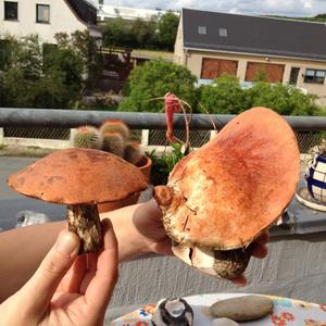 Orange Birch Bolete