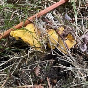 Chanterelle, Common