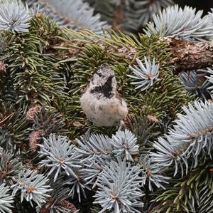 Crested Tit