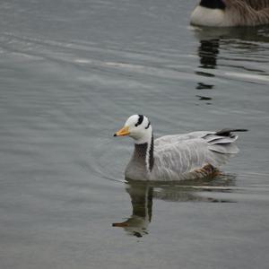 Unknown Species