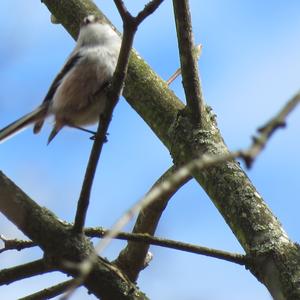 Long-tailed Tit