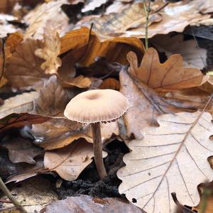 Amethyst Deceiver
