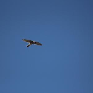 Turmfalke