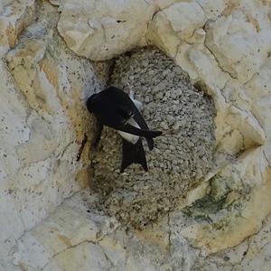 Northern House-martin