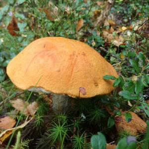 Orange Birch Bolete