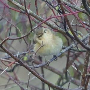 Willow Warbler