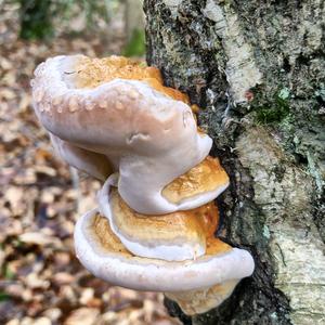 Laubholz-Harzporling