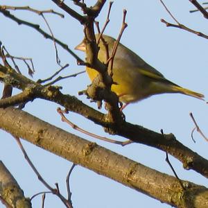 European Greenfinch