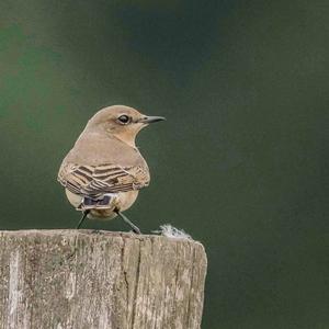 Northern Wheatear