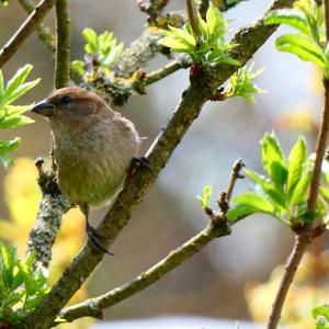 House Sparrow