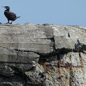 Kormoran