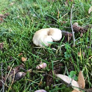 Unknown Species