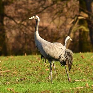 Common Crane
