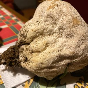 Lycoperdon foetidum