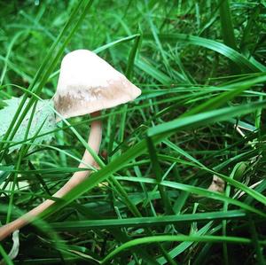 Unknown Species