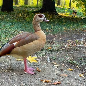 Egyptian Goose