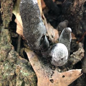 Dead Man`s Fingers