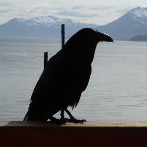 Common Raven
