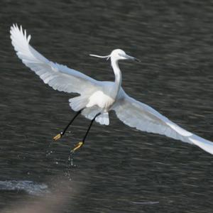 Little Egret